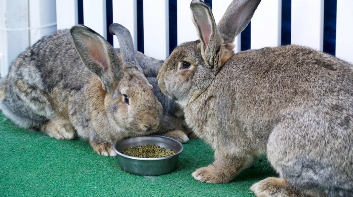 Мужик с большим кроликом