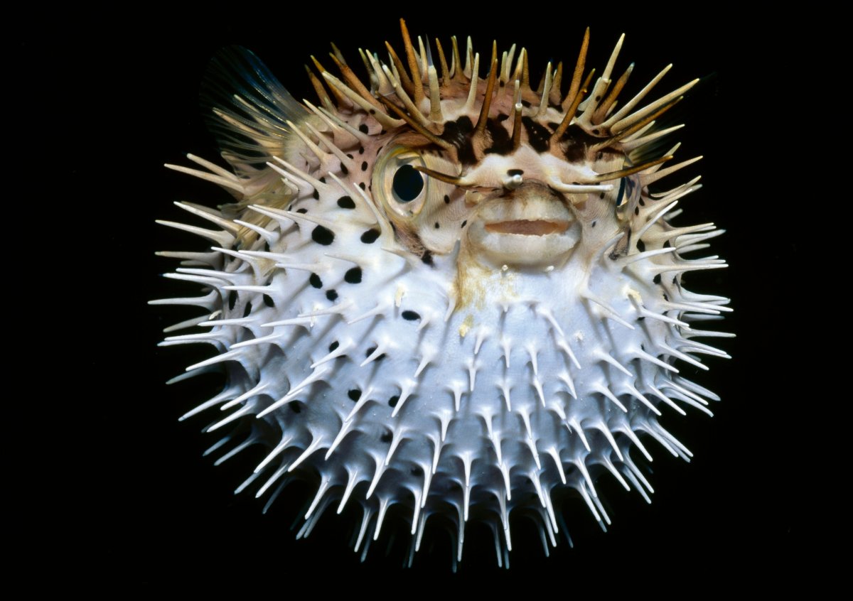 Long-Spine porcupinefish