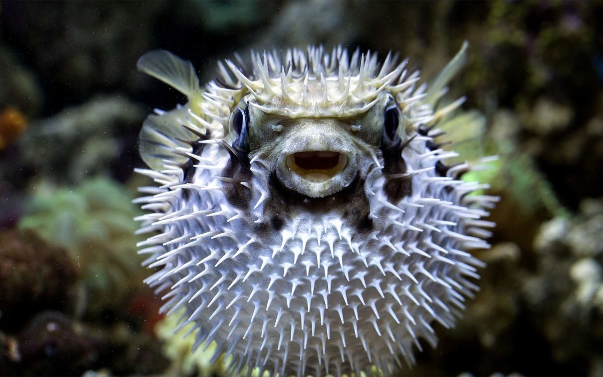 Рыба фугу и рыба еж