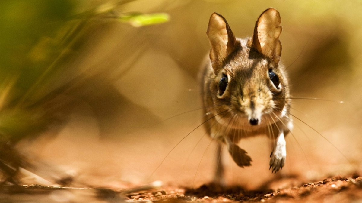 Длинноухий слоновый прыгунчик