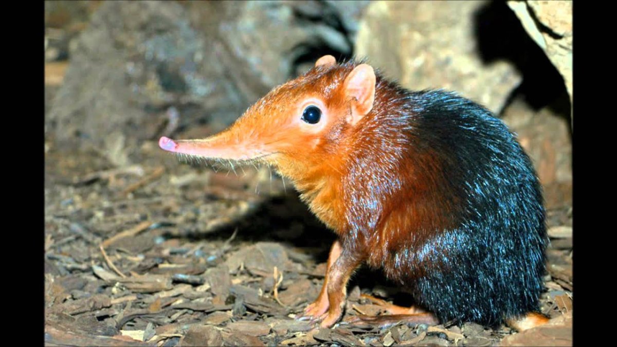 Крыса землеройка