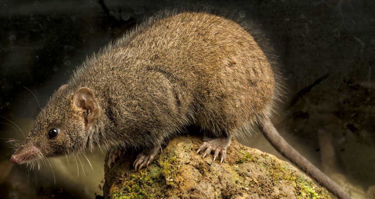 Короткохвостая бурозубка