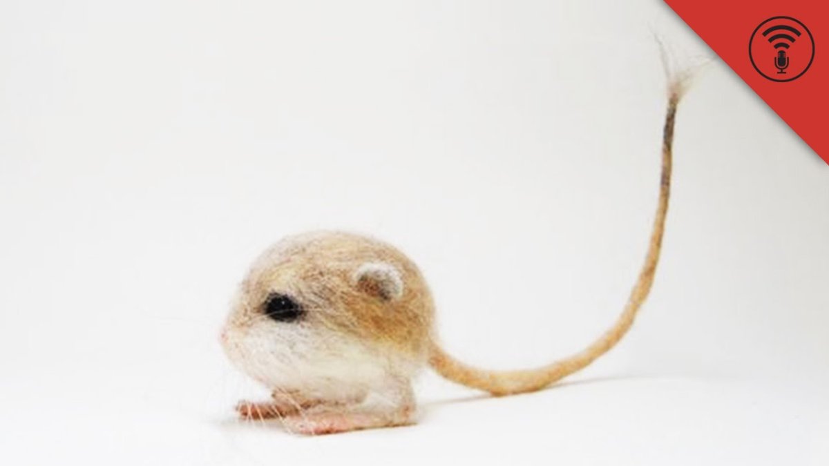 Pygmy Jerboa