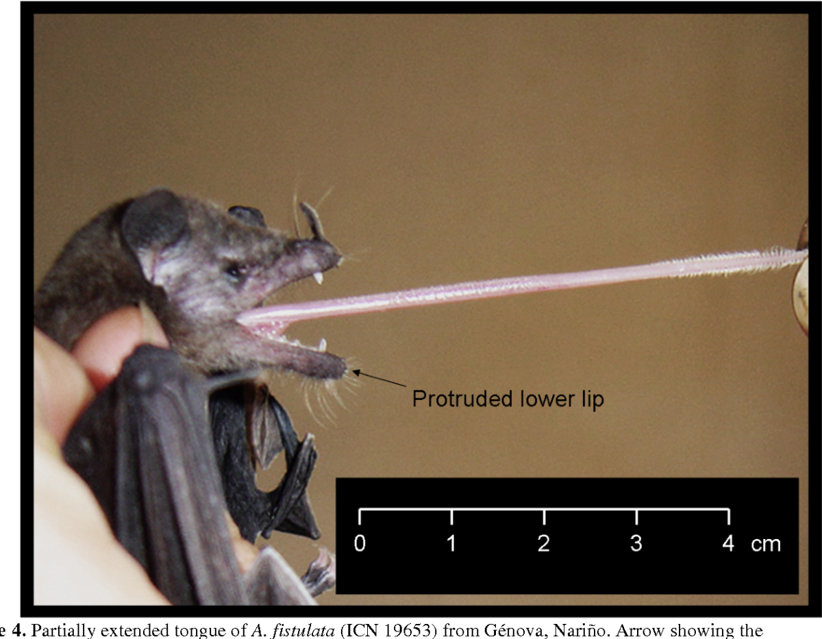 Летучая мышь питается нектаром