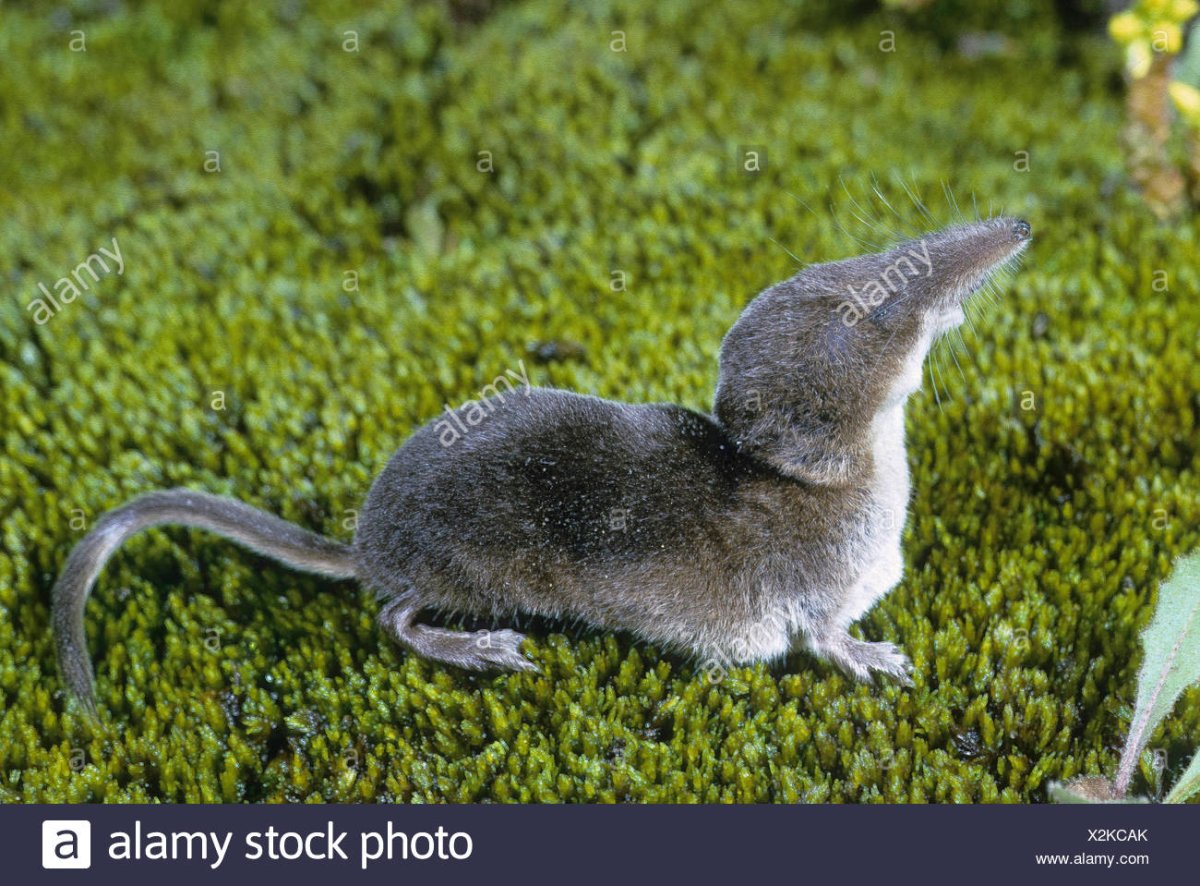 Землеройка многозубка