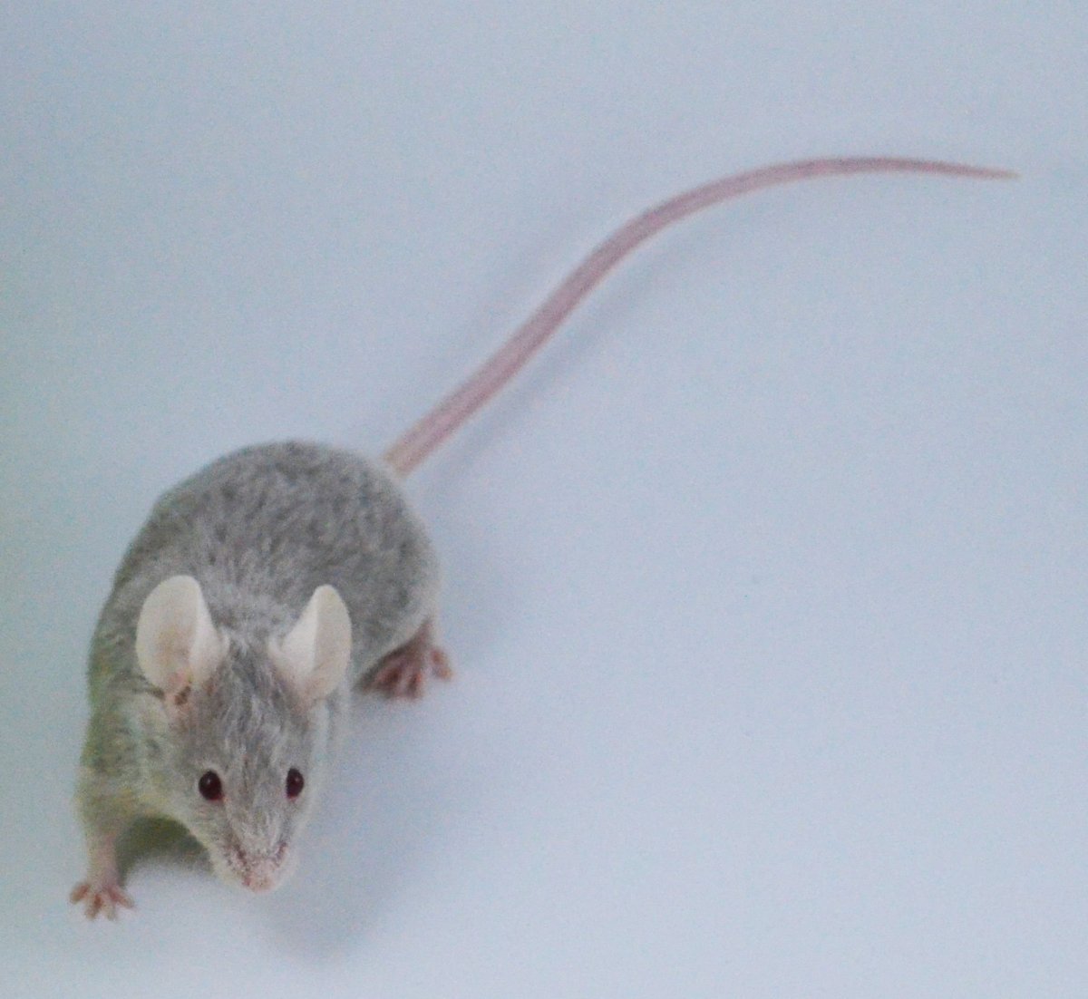 Крыса землеройка