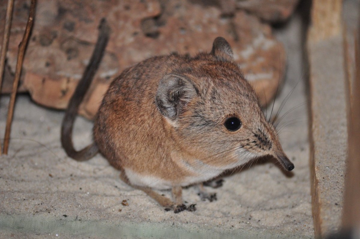 Короткоухий прыгунчик