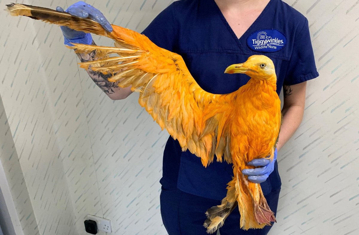 Как выглядит Феникс в реальной жизни