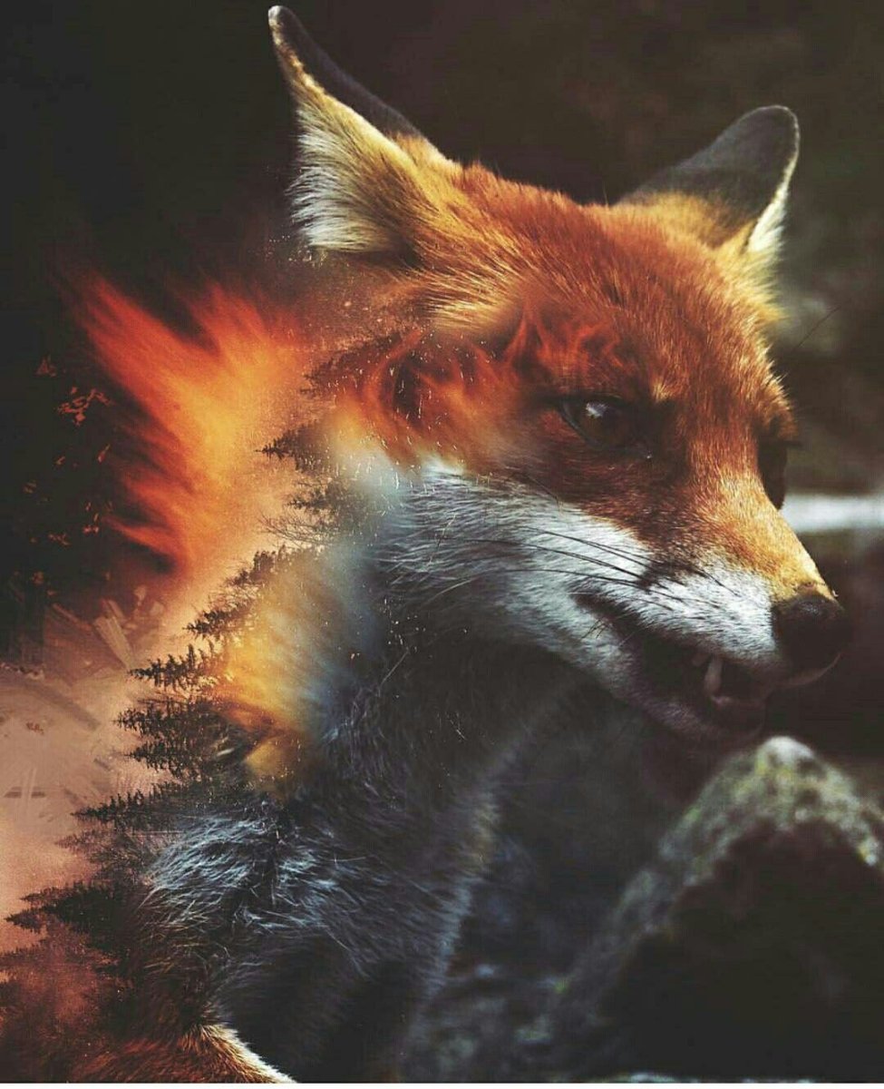 Огненная птица