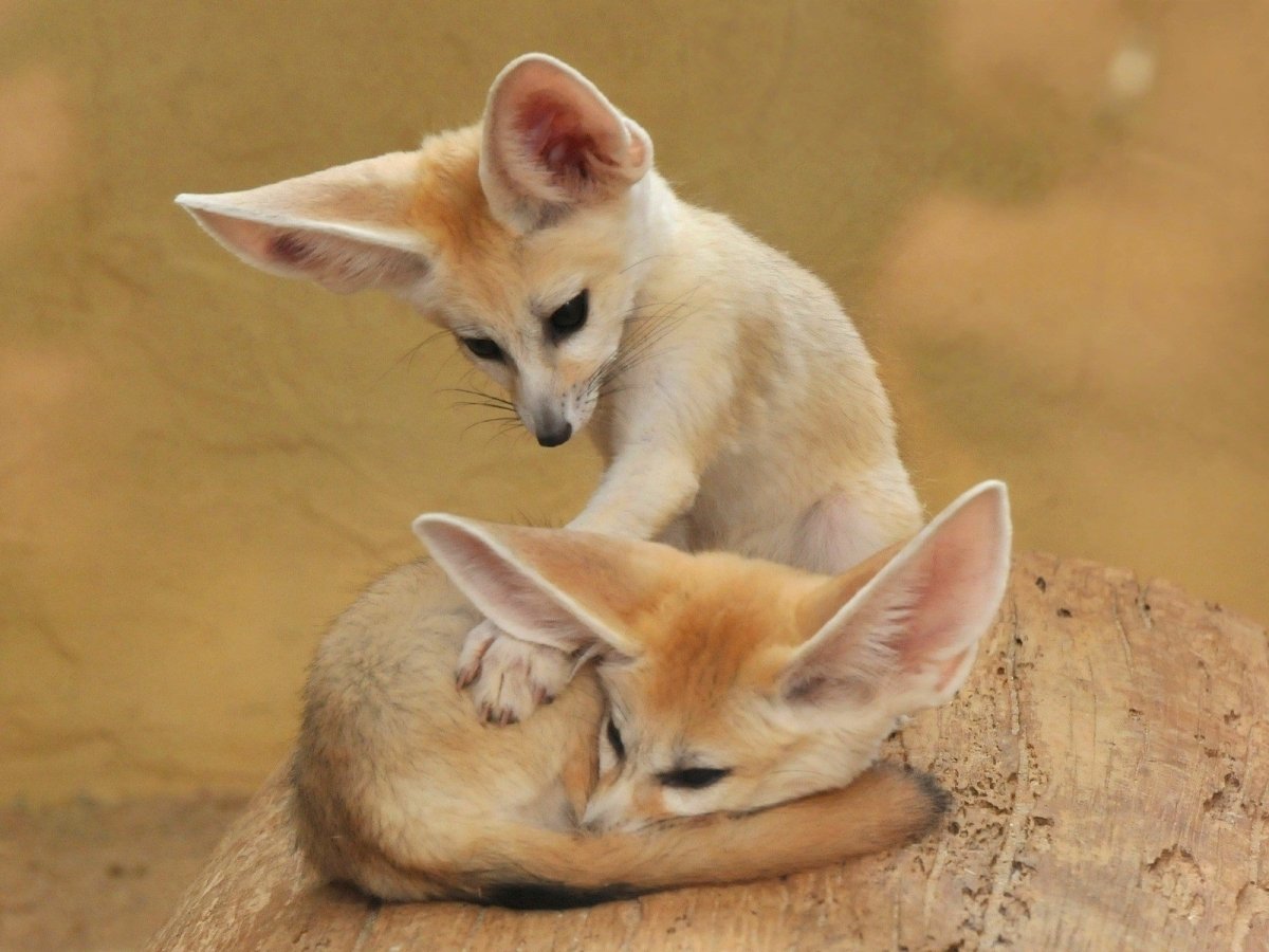 Фенек или фенёк