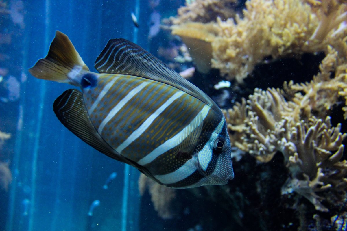 Морская рыба полосатик