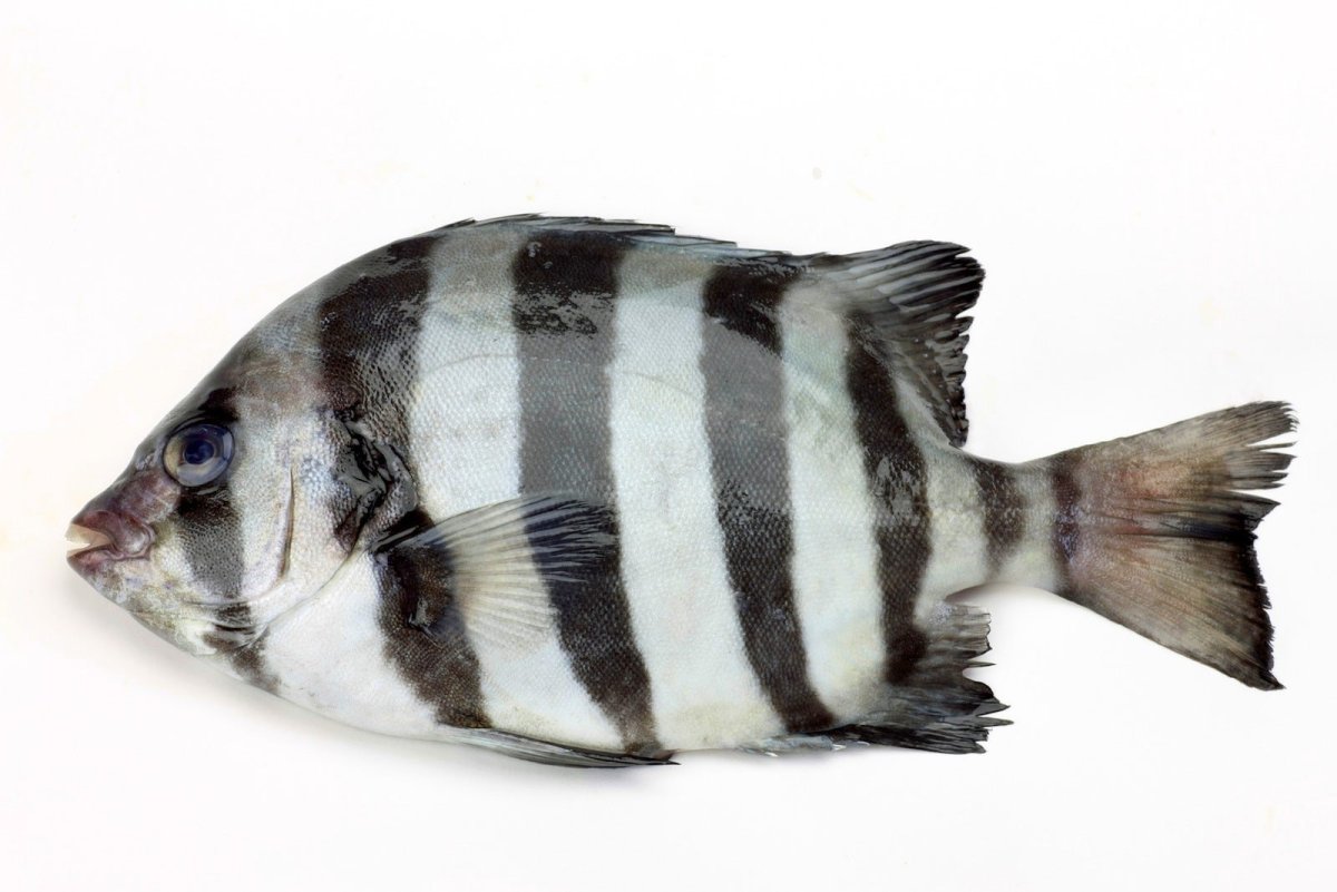 Зебровидная акула