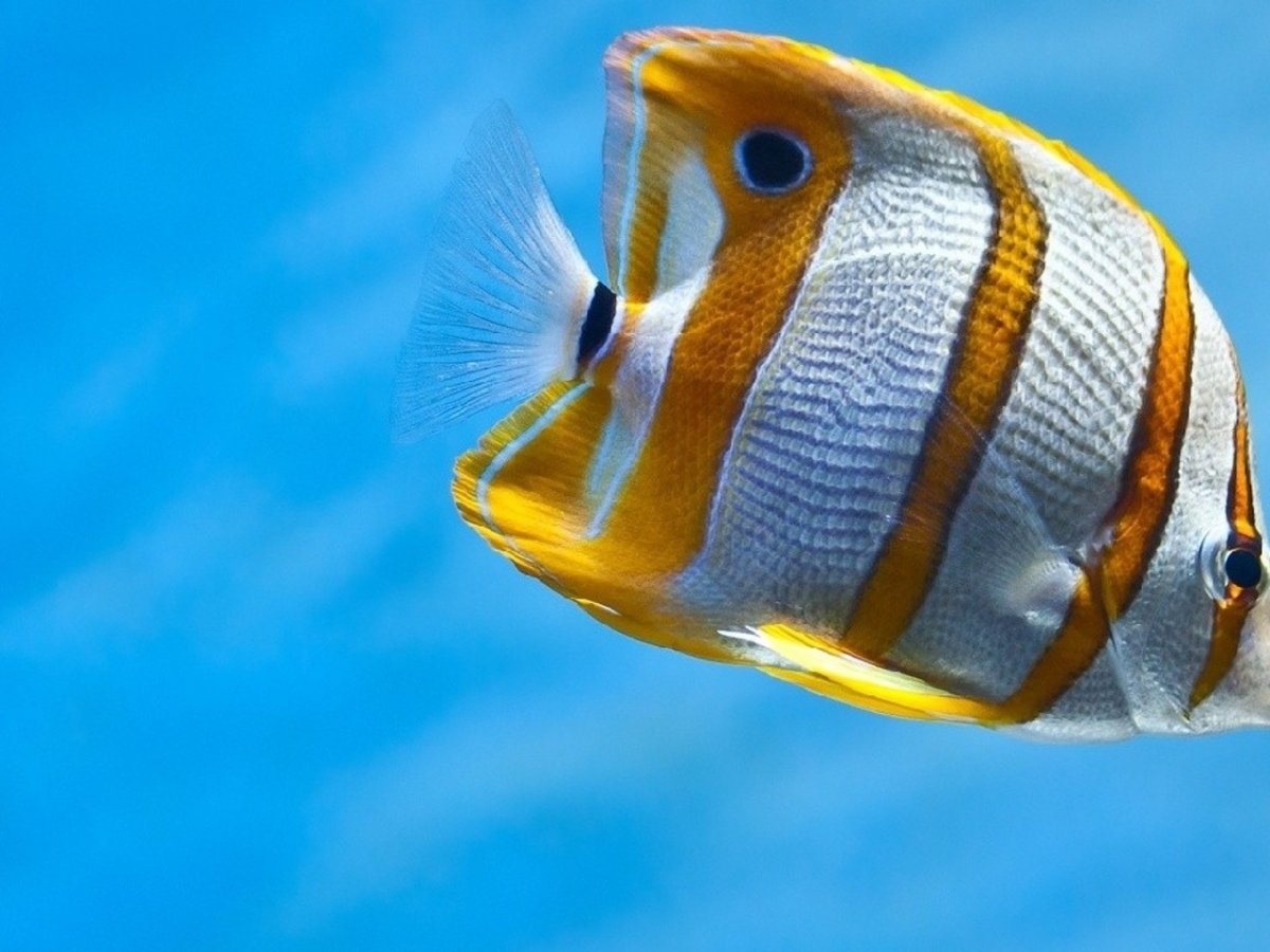 Ишигакидай пятнистый оплегнат