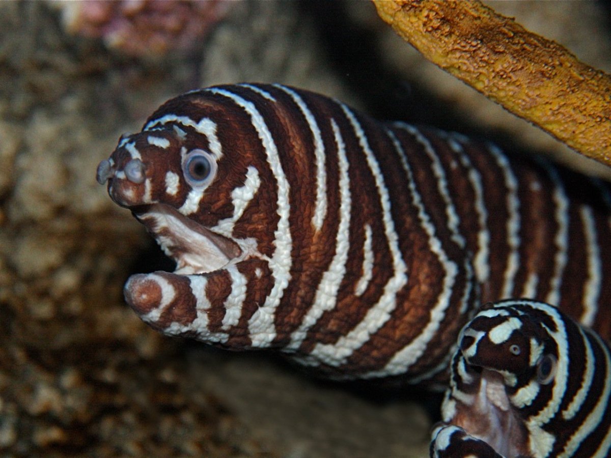 Полосатики рыбки аквариумные