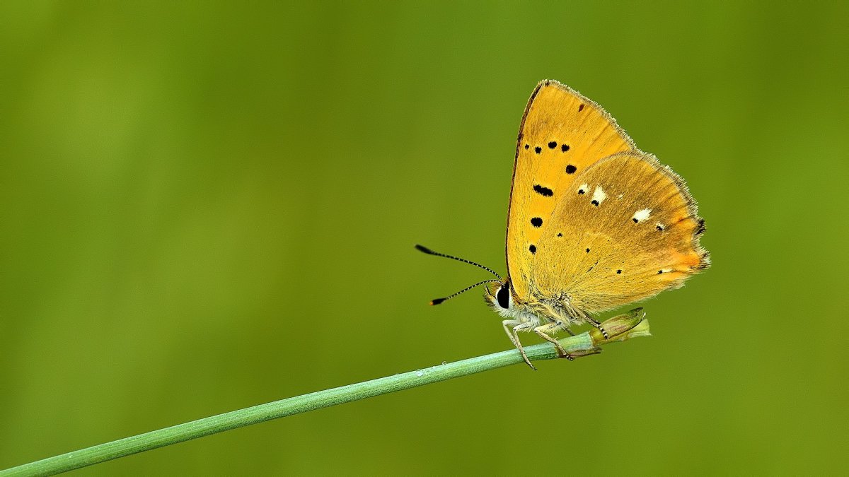 Бабочка Минимализм макро