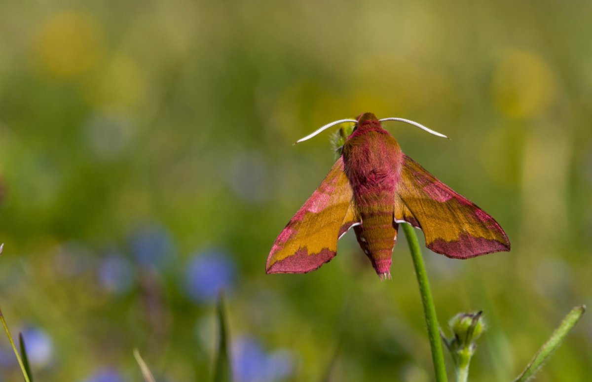 Рыжий мотылек с розовой полосой
