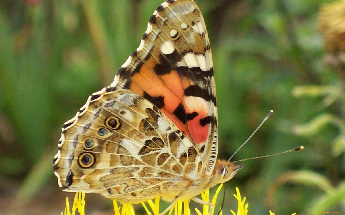 Бабочка Легаси Золотая