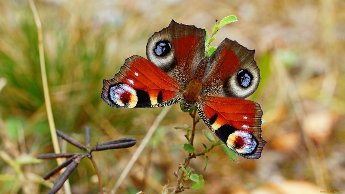 Красная бабочка