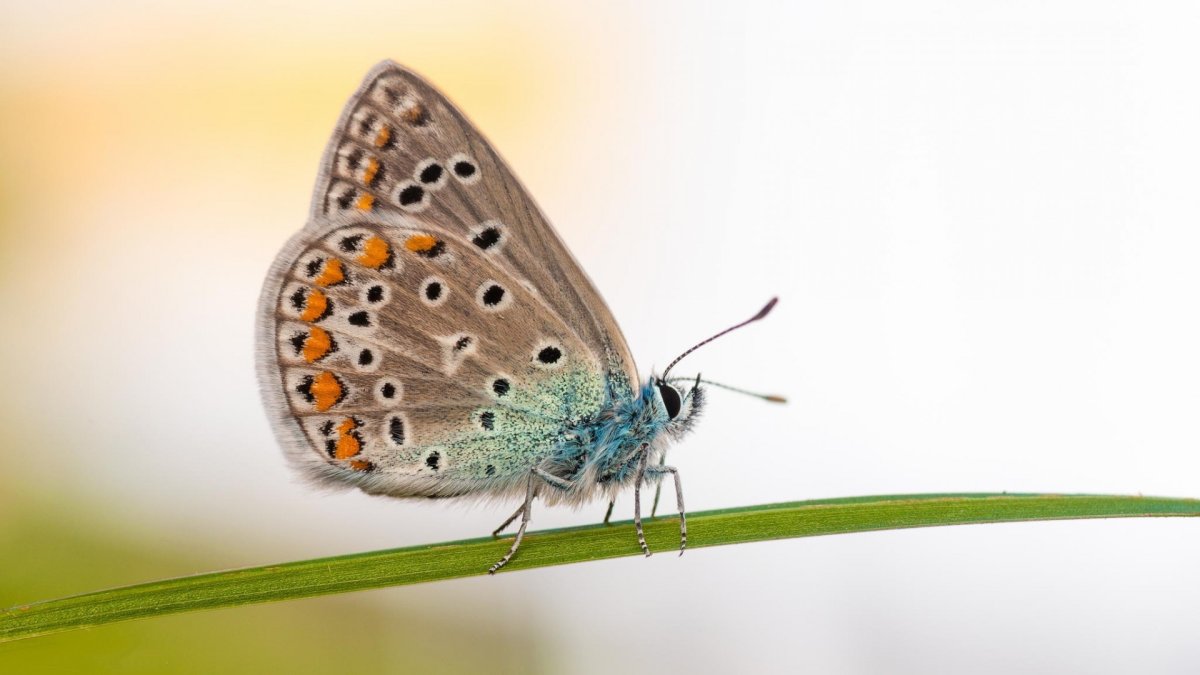 Бабочка Макросъемка