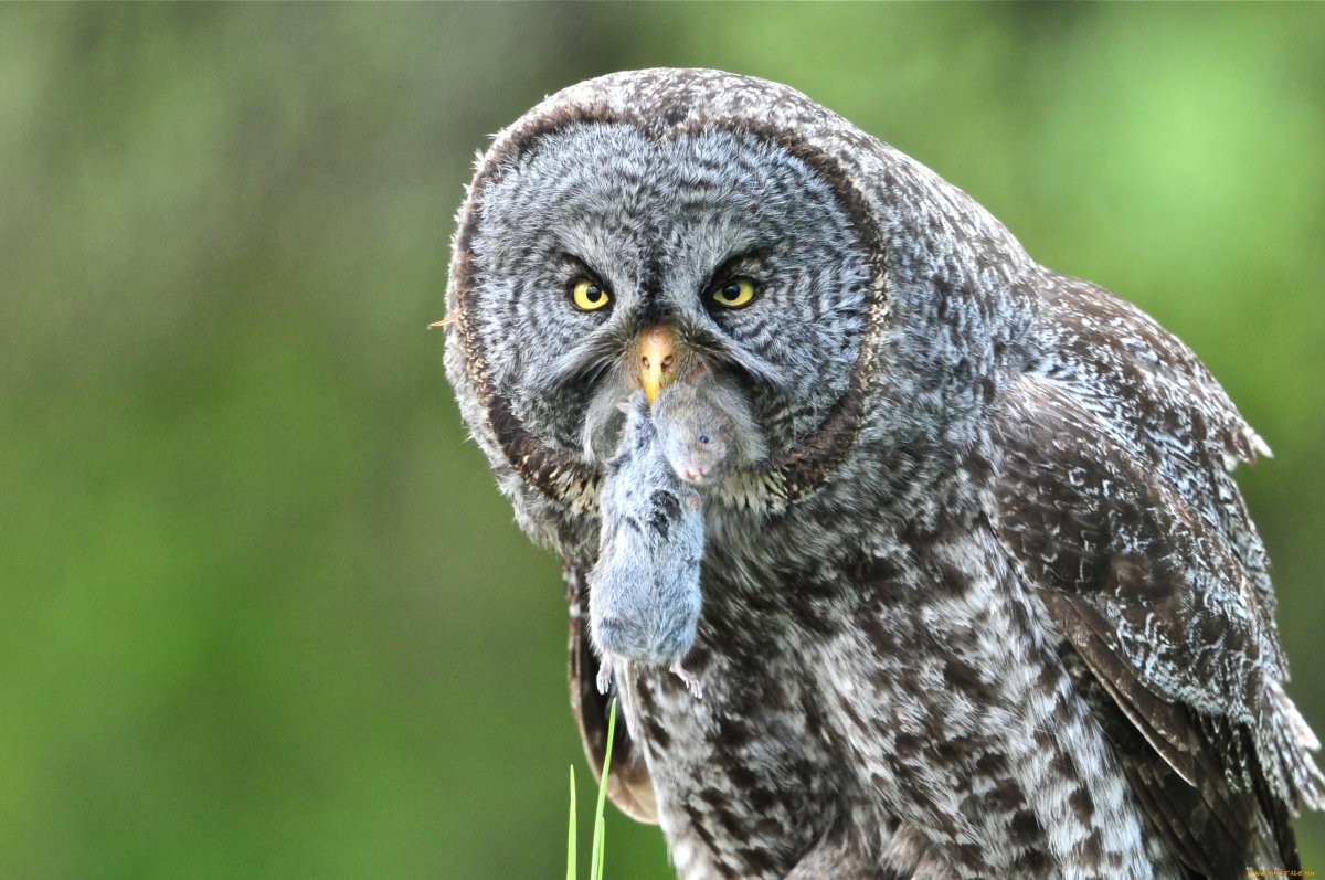 Пейзажи с орлами