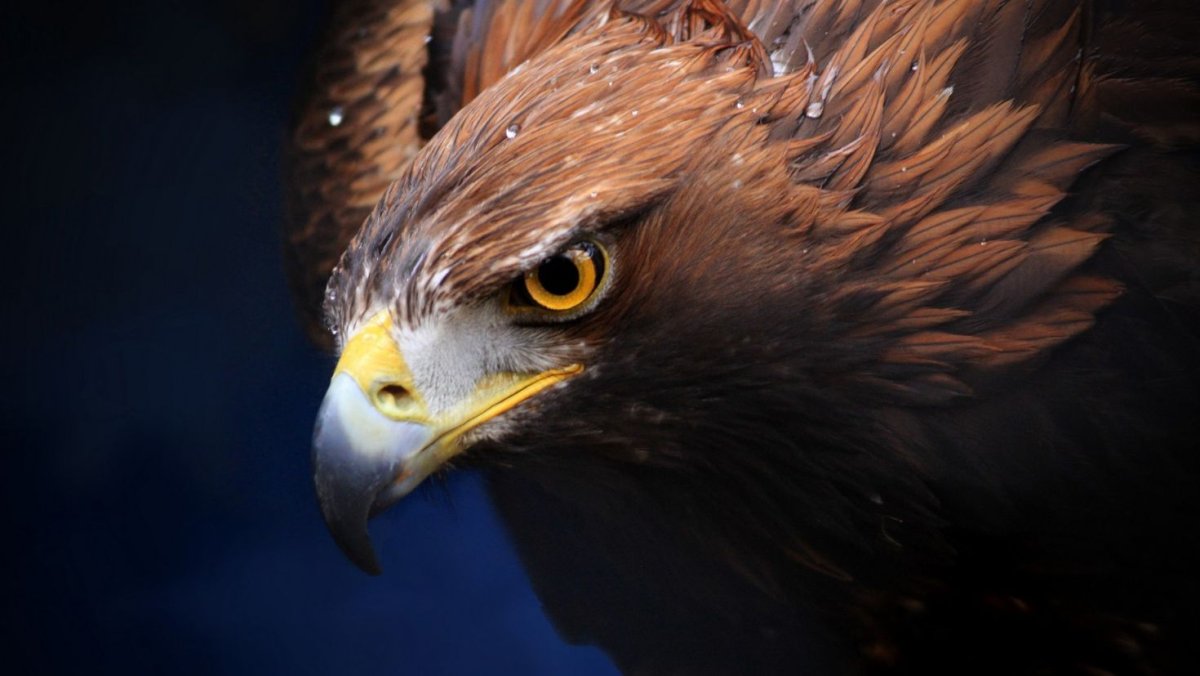 Беркут Халзан