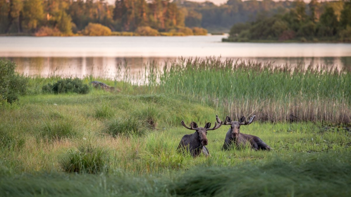 Браконьерство арт