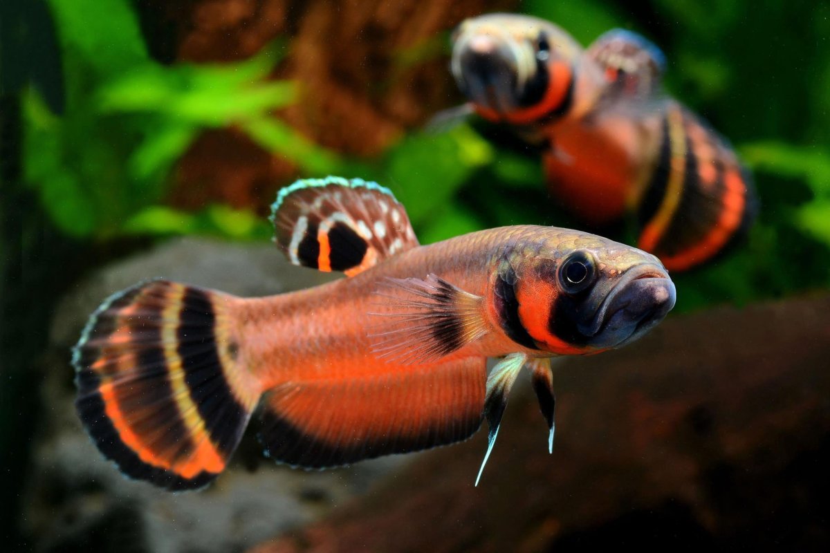 Петушок «брунейская красавица» (Betta macrostoma)