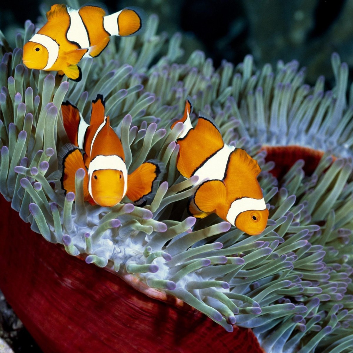 Рыба клоун Немо