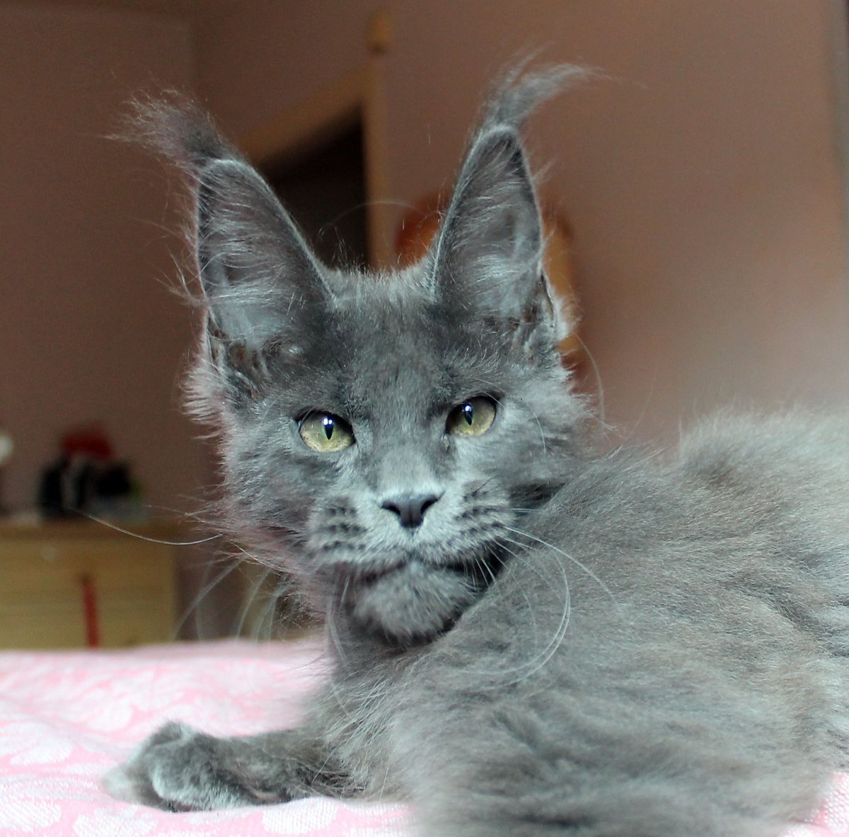 Серый Мейн кун котенок
