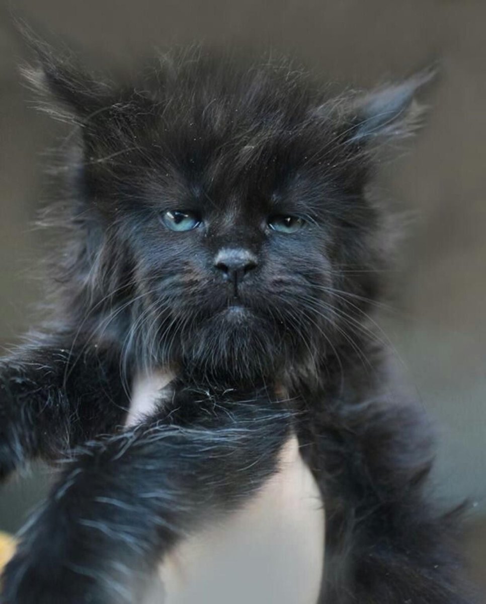 Кошка Мейн кун с котятами