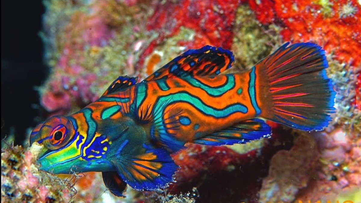 Экзотические обитатели аквариума