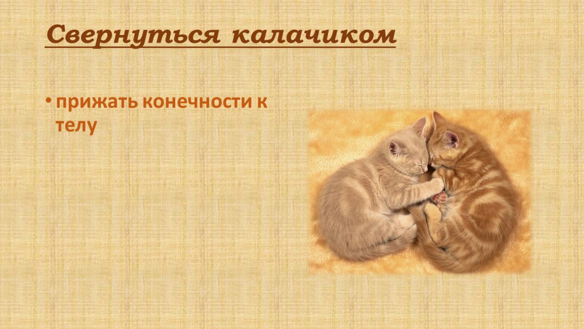 Котенок набросок