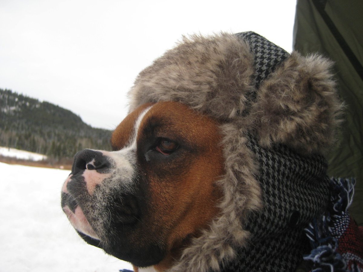 Художник Келли лахар