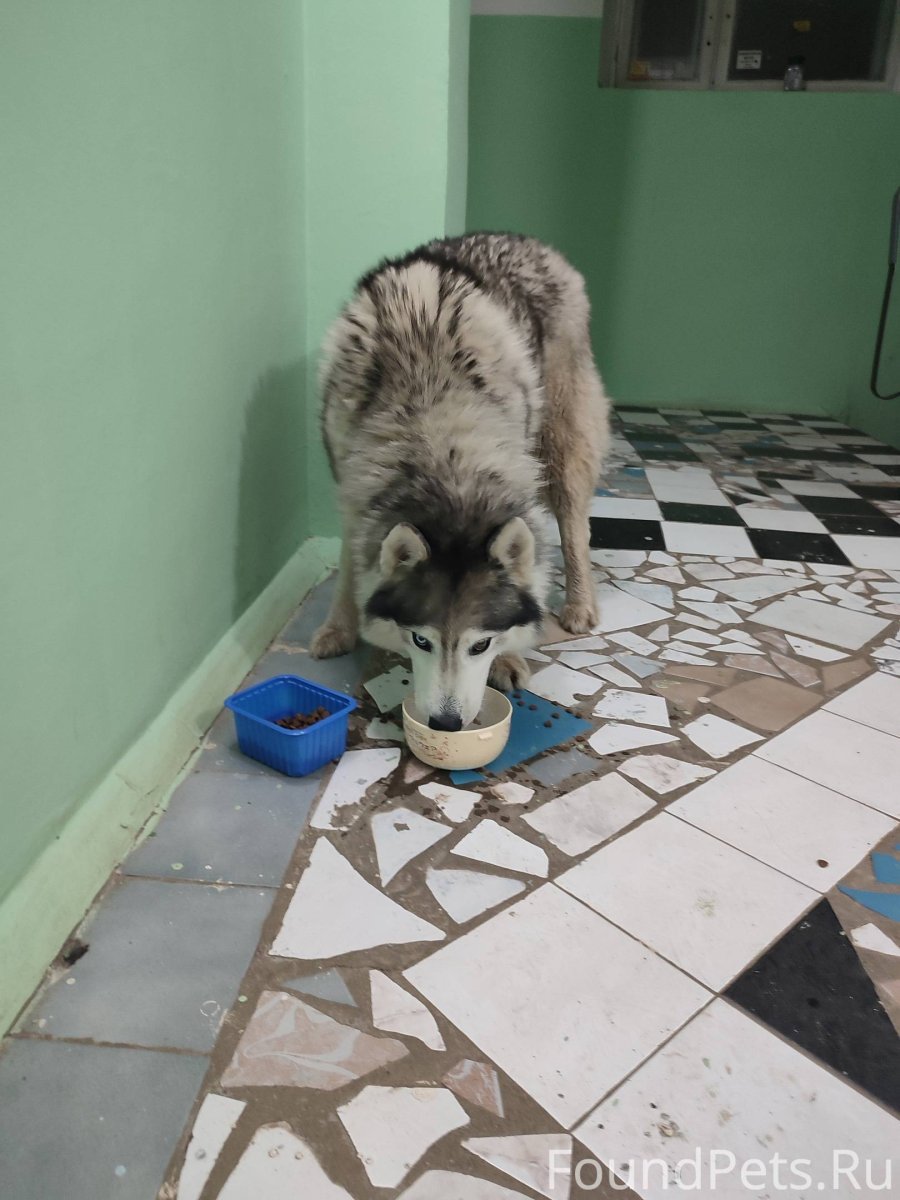 Поцелуй с собакой