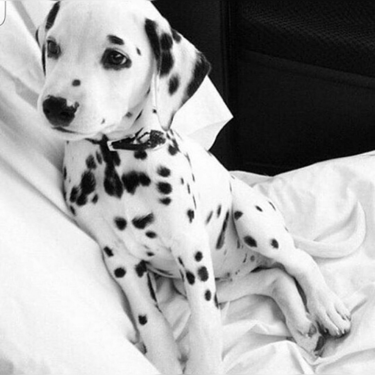 Селфи животных