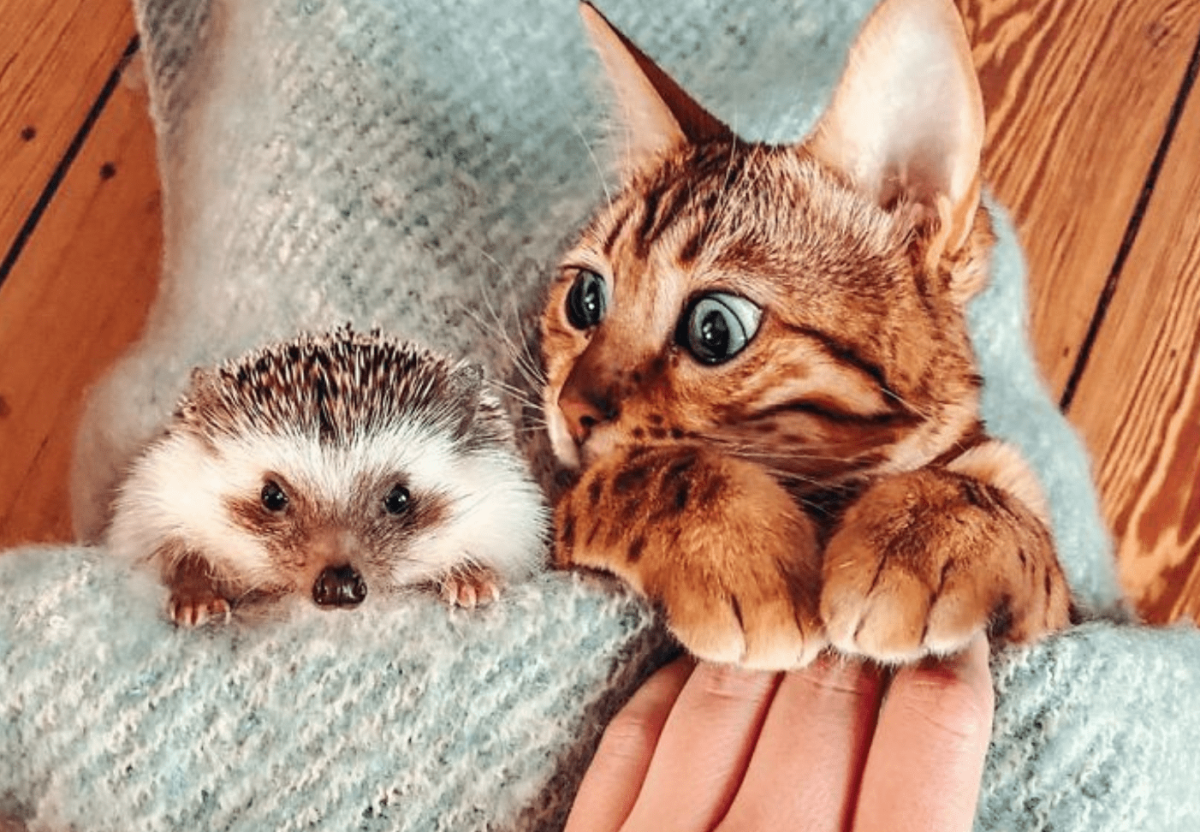 Светлана Емельянова иллюстратор