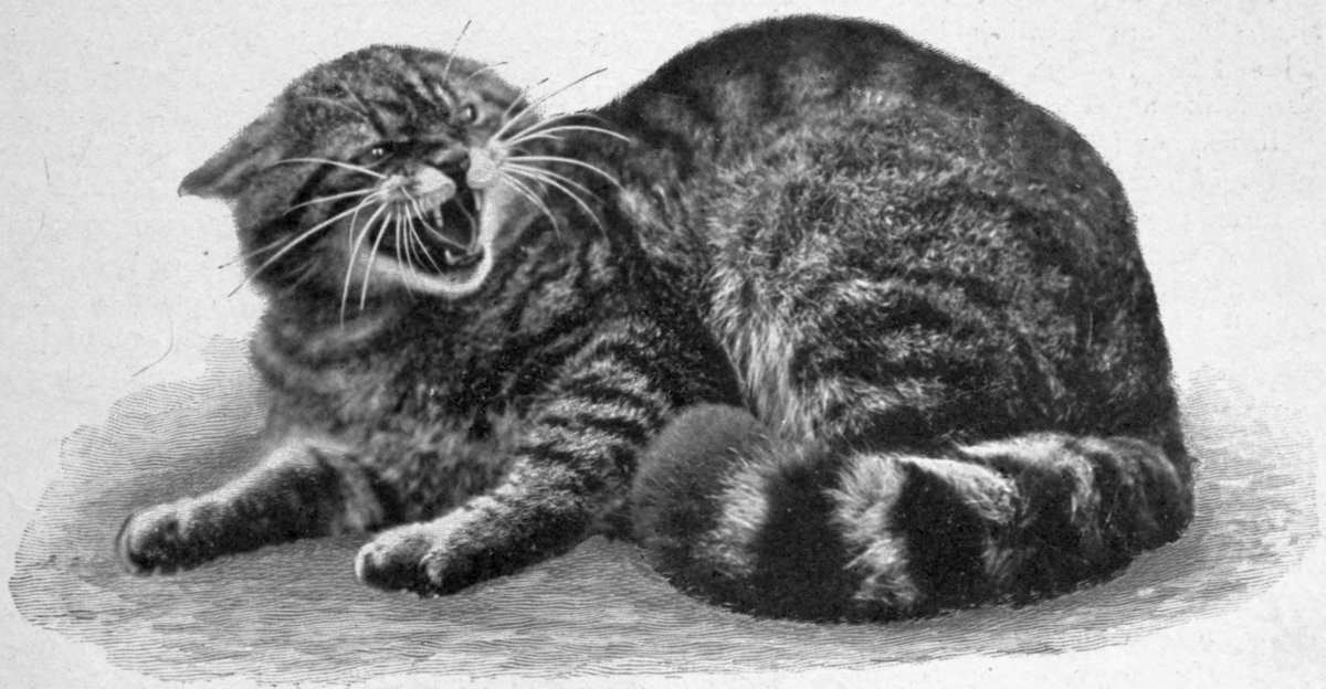 Иллюстрации к сказке кто сказал мяу