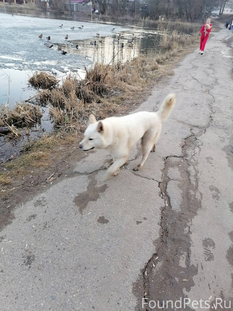 Фото с волкособом и мужчиной