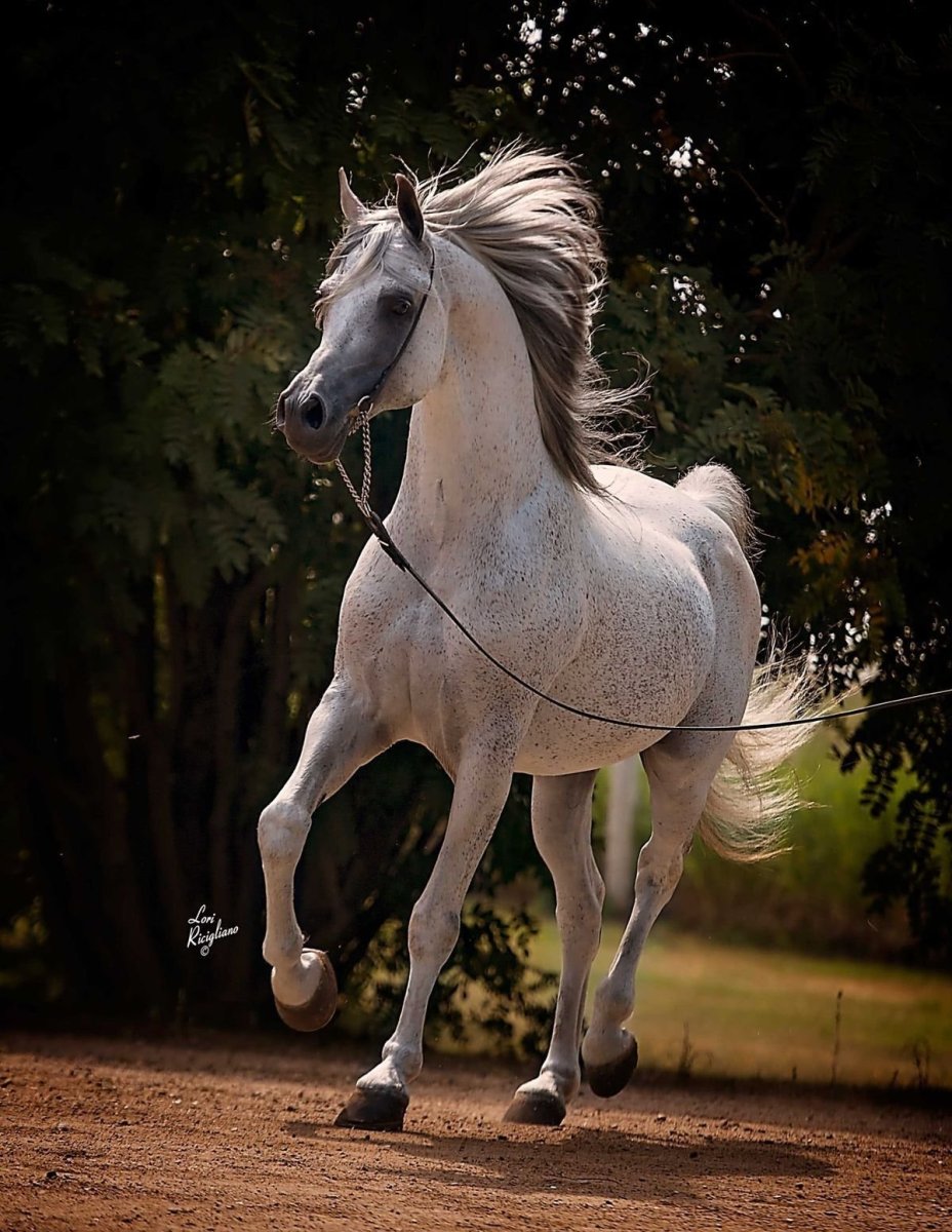 Лошадки красивые