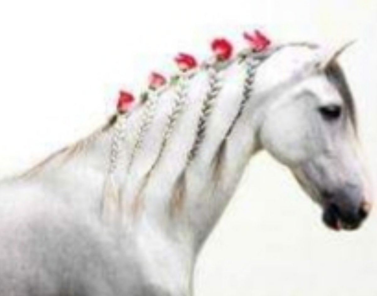 Лошади в снегу