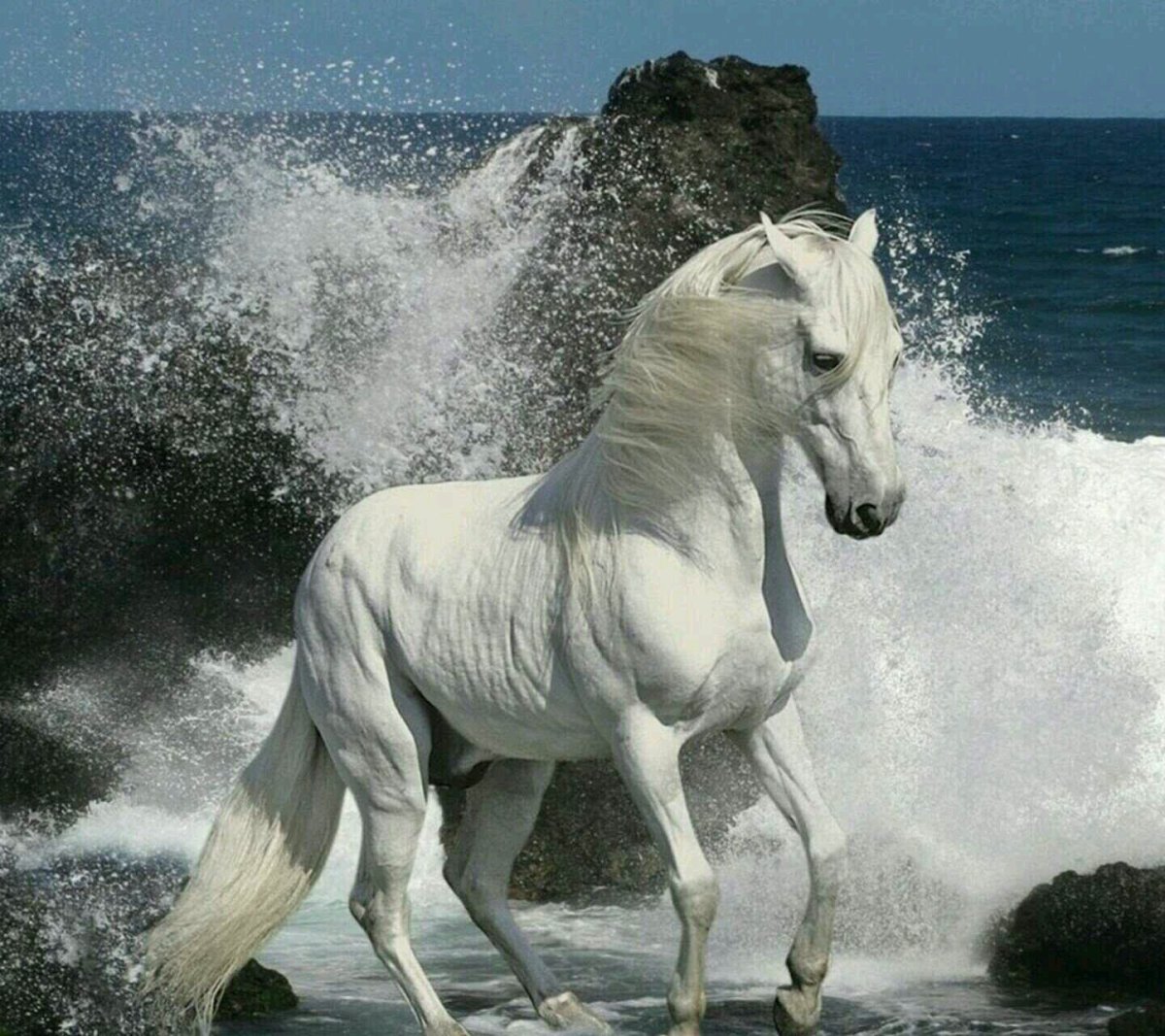 Лошадь фриз альбинос