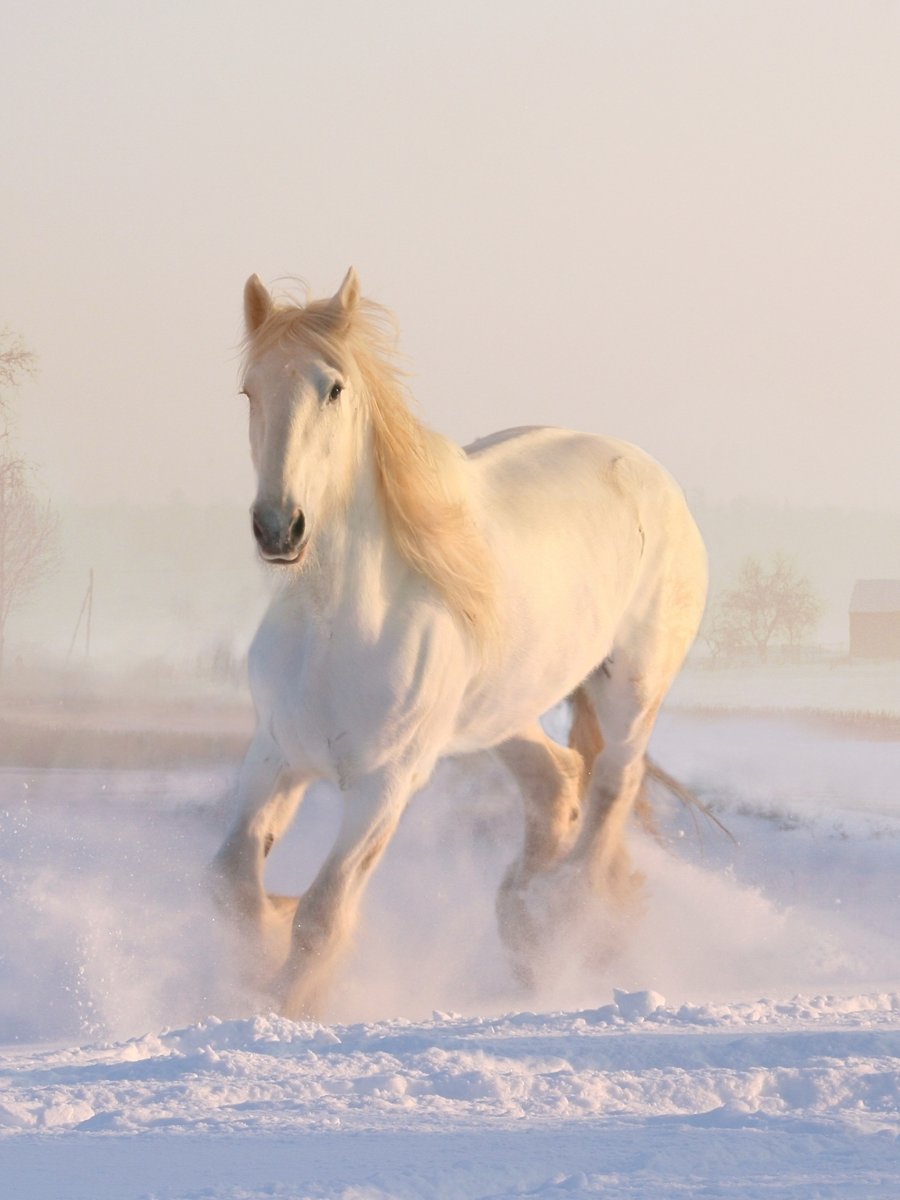 Благородная лошадь