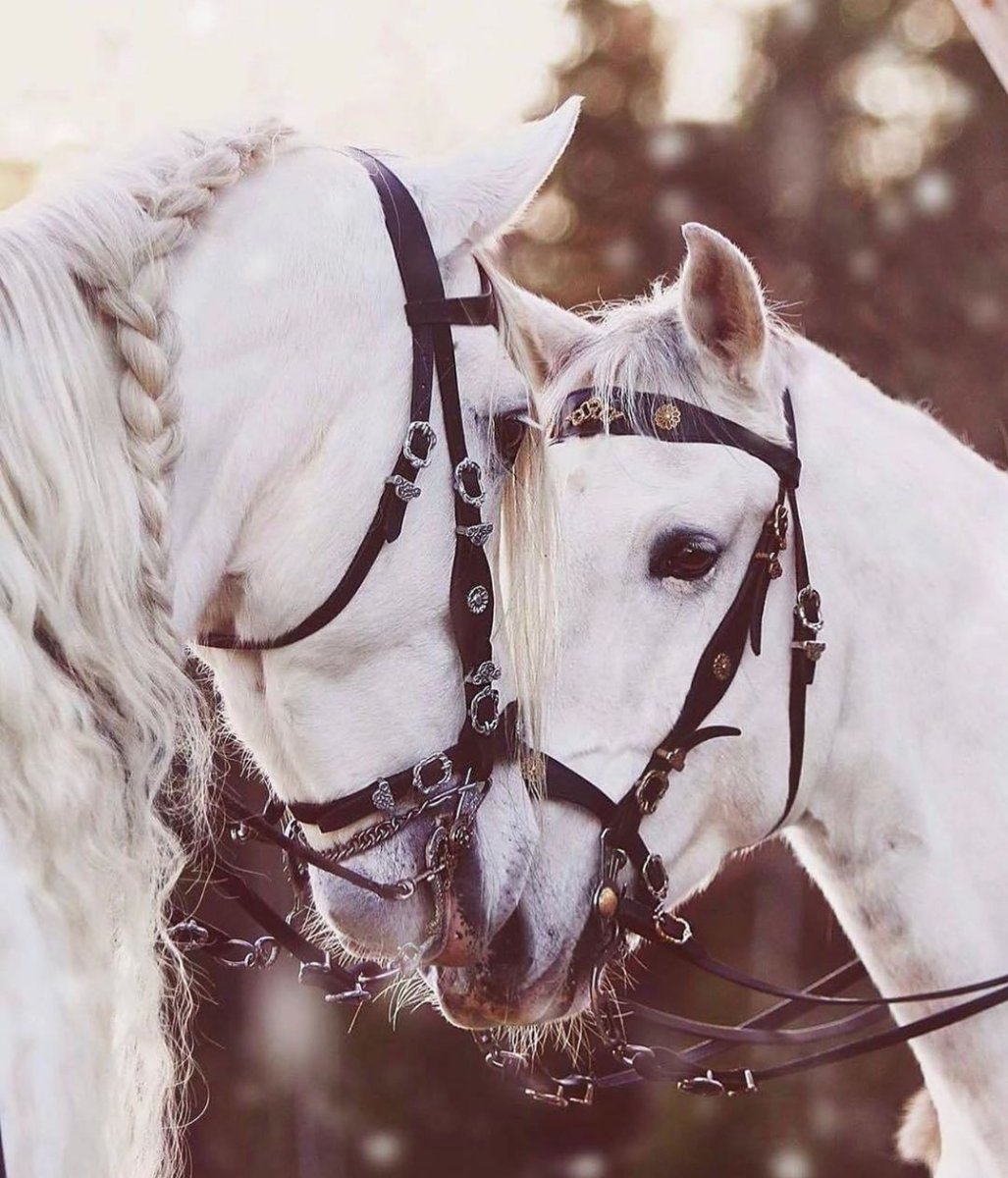 Белые лошади с длинной гривой