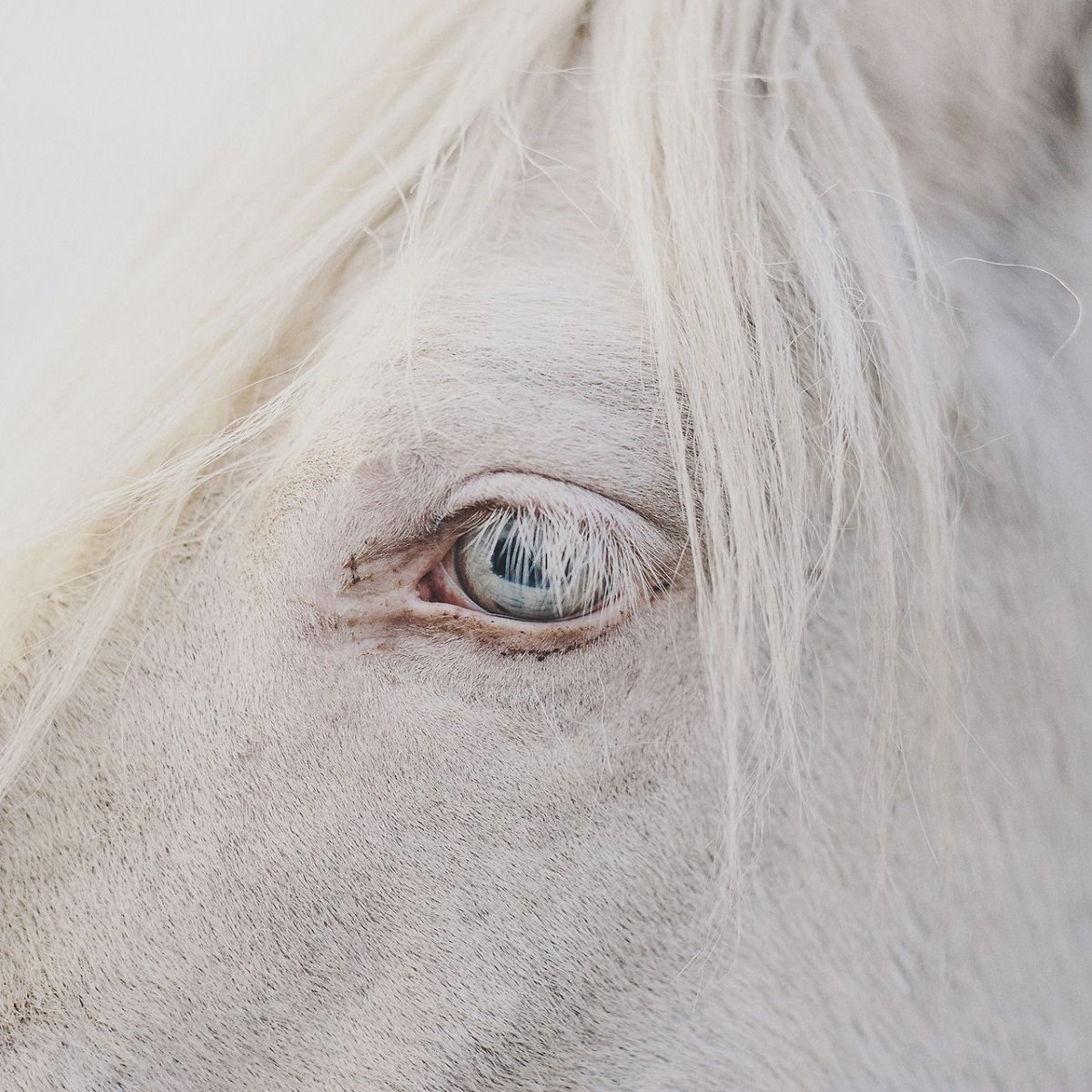 Глаз лошади альбиноса