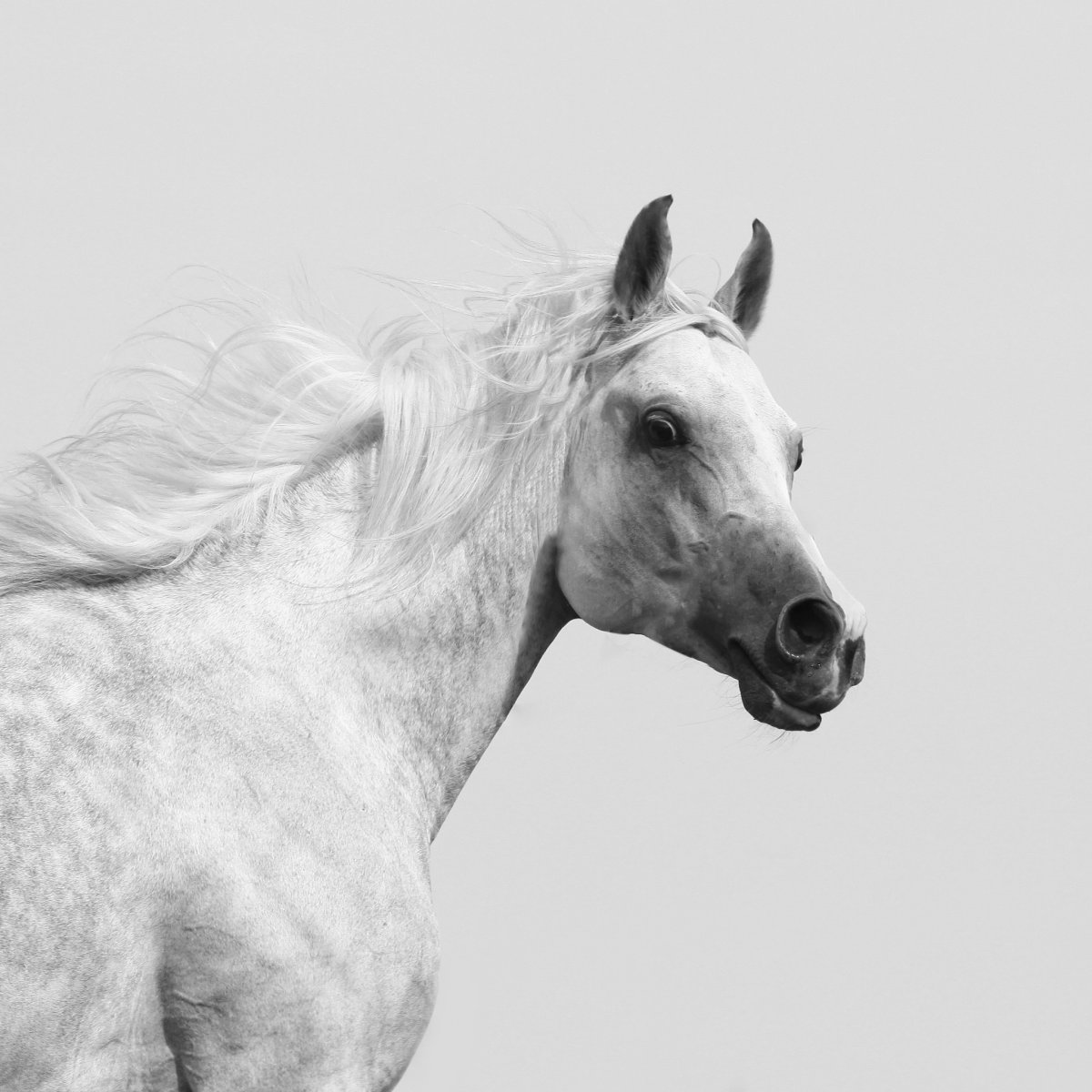 Арабская лошадь белая