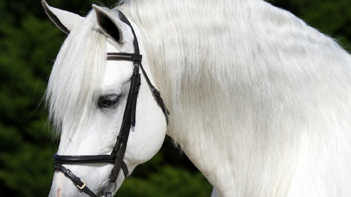 Голова белой лошади