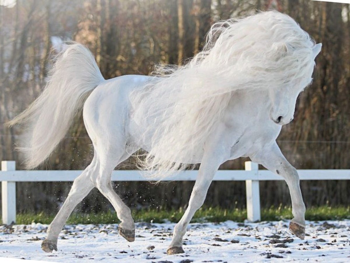 Белая металлическая лошадь