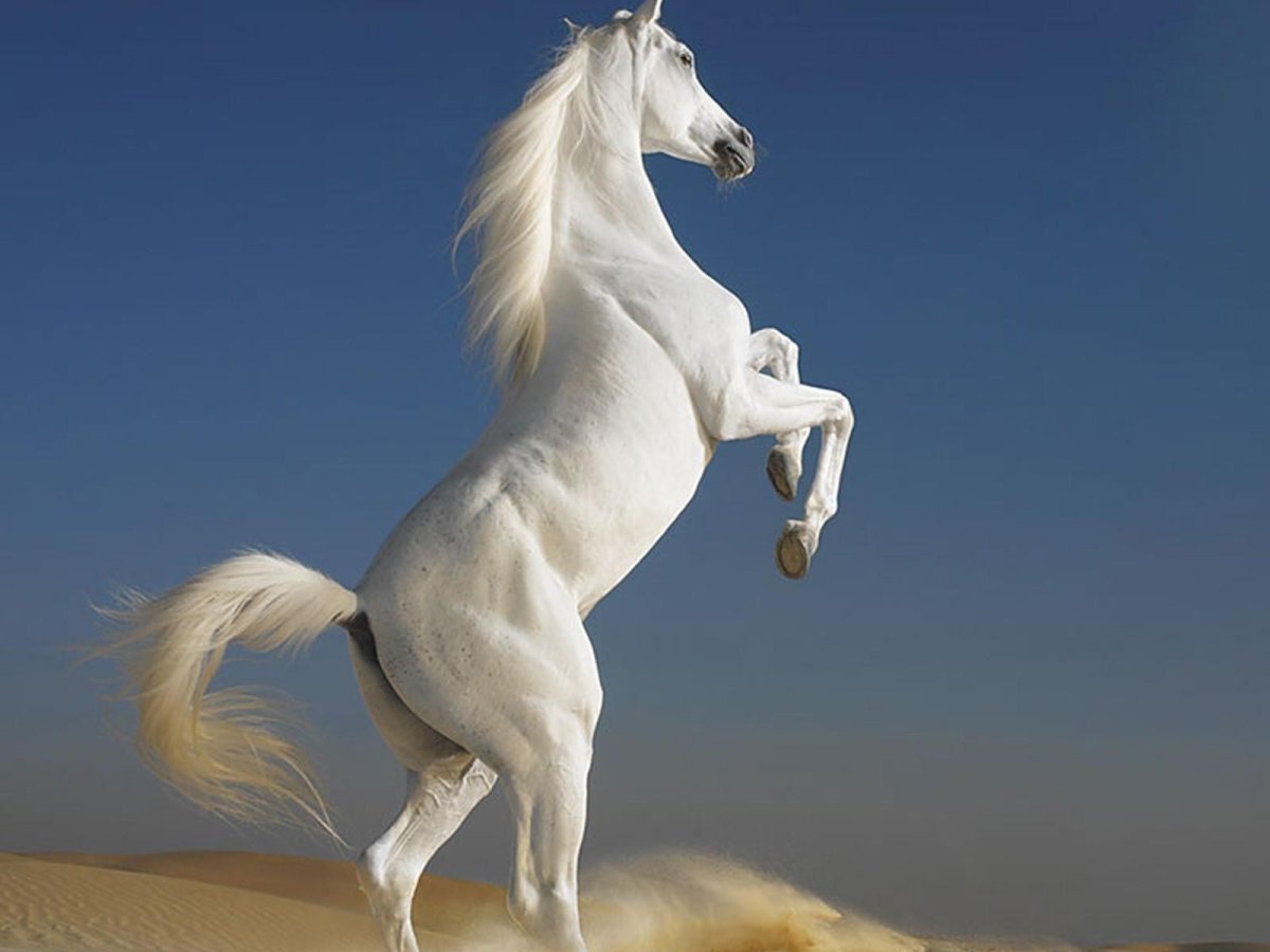 Белая лошадь Мем