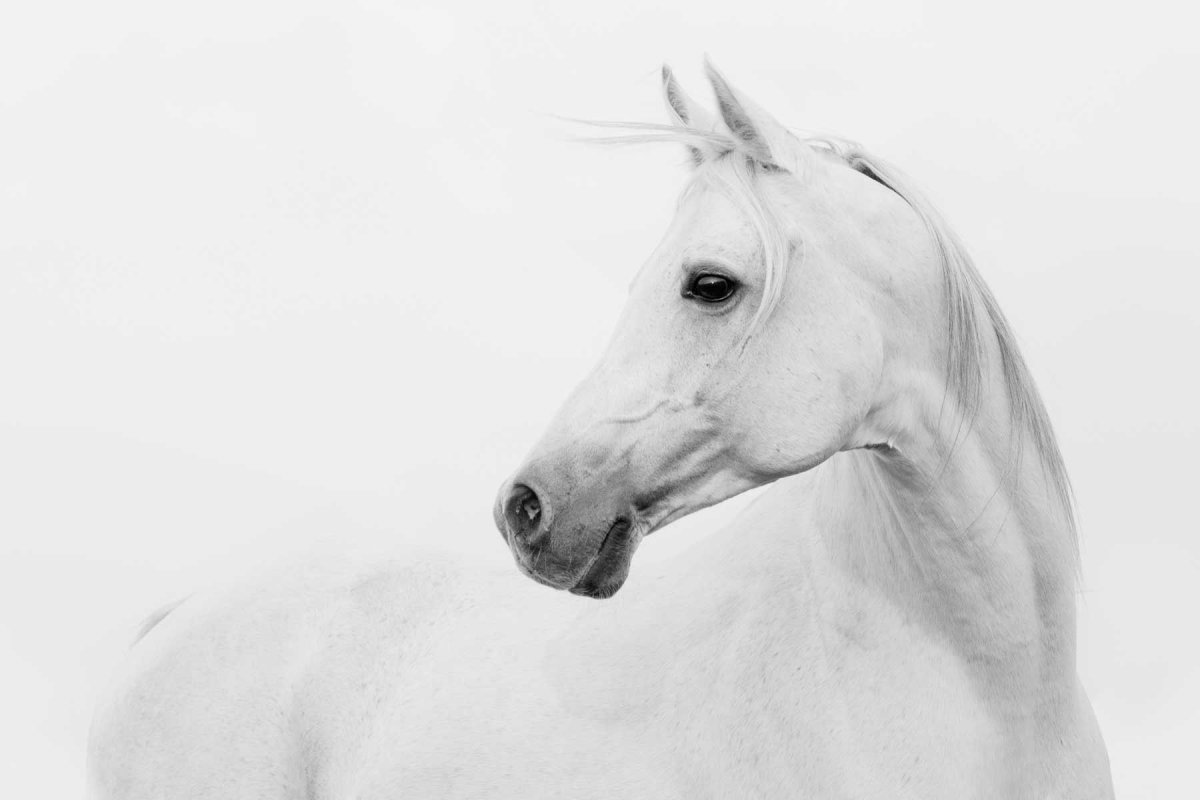 Постер лошадь