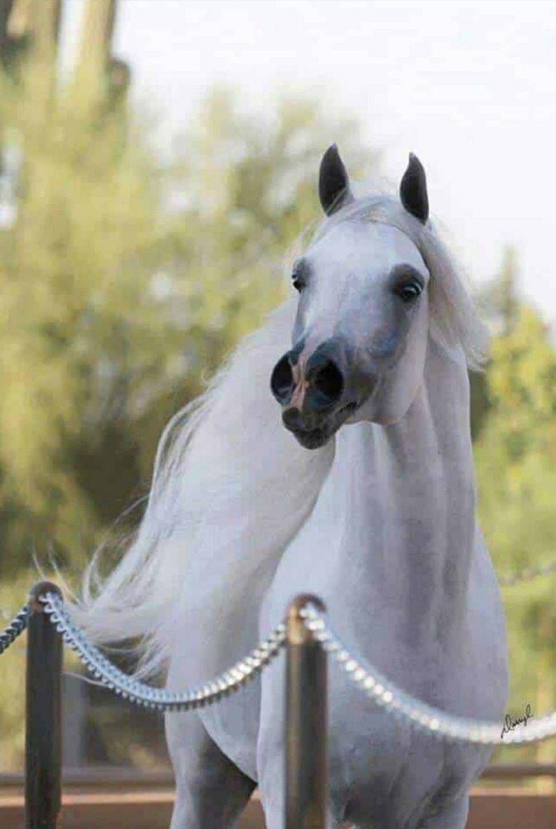 Белый арабский скакун